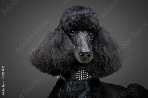 beautiful black poodle on grey background