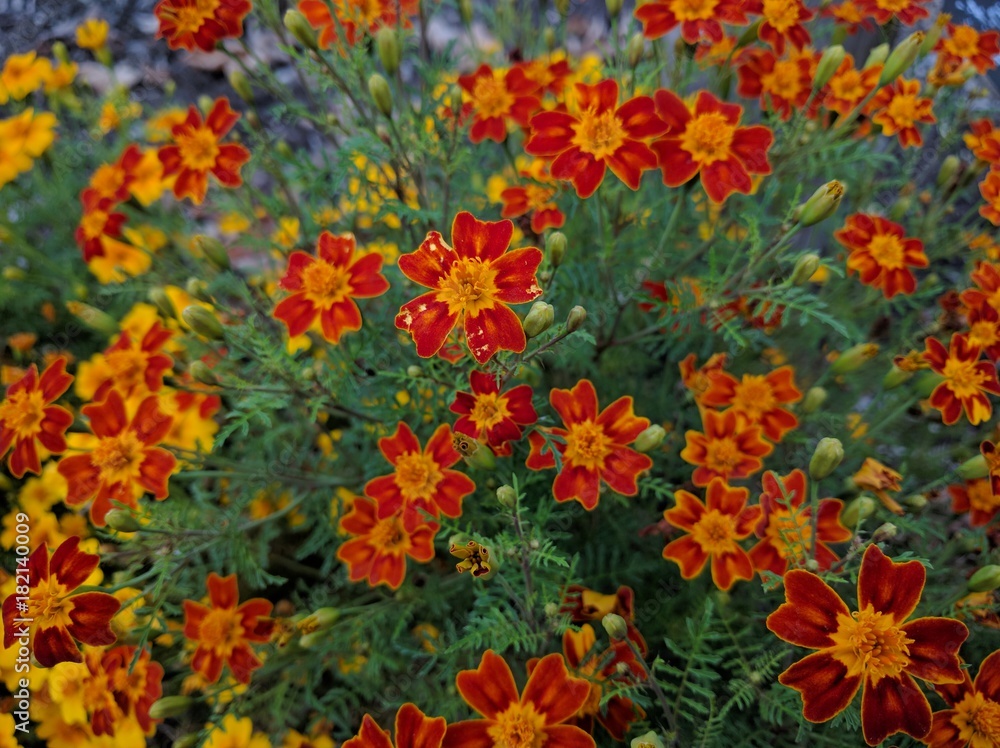 red yellow tagetes