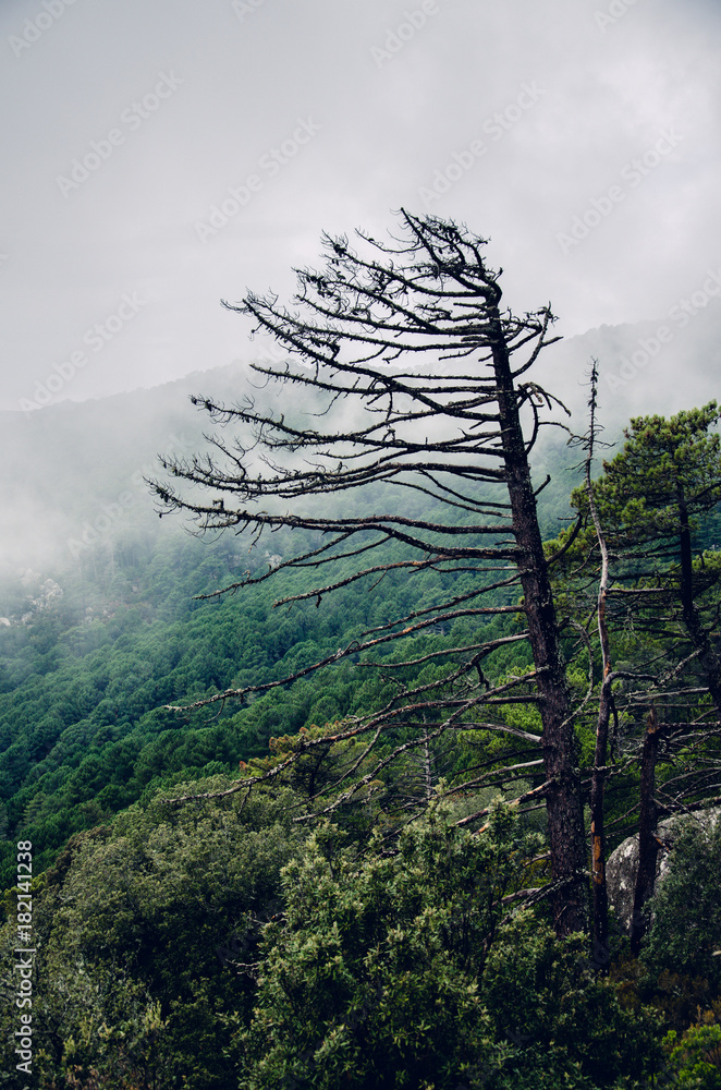 Obraz premium Withered tree in the morning fog