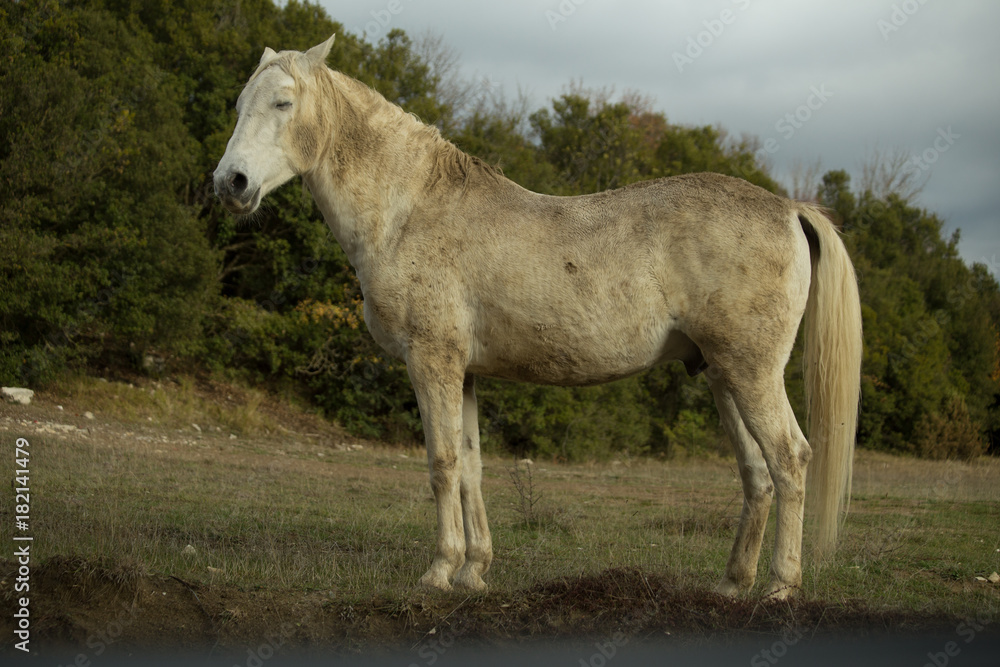 horse white in the meadow dark background nature horse white in the meadow dark background nature