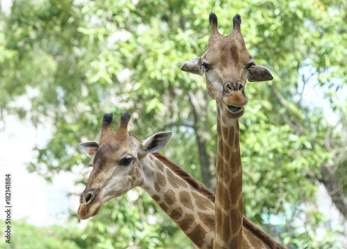 Portrait of two happy retirees together with long neck and funny head helps the animal find food on the tall branches to survive in the natural world.