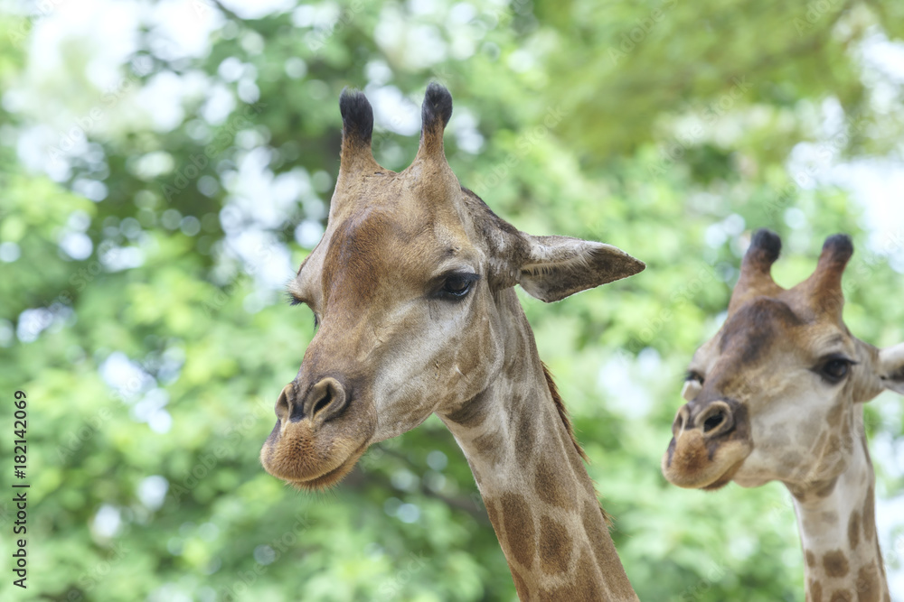 Portrait of two happy retirees together with long neck and funny head helps the animal find food on the tall branches to survive in the natural world. Portrait of two happy retirees together with long neck and funny head helps the animal find food on the tall branches to survive in the natural world.