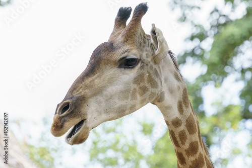 Portrait of a giraffe with long neck and funny head helps the animal find food on the tall branches to help them survive in the natural world.