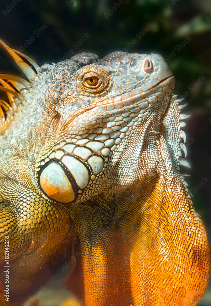 Fototapeta premium Giant iguana portrait is resting in the zoo. This is the residual dinosaur reptile that needs to be preserved in the natural world
