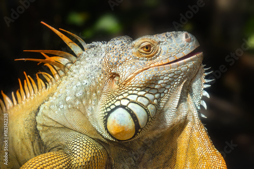 Giant iguana portrait is resting in the zoo. This is the residual dinosaur reptile that needs to be preserved in the natural world