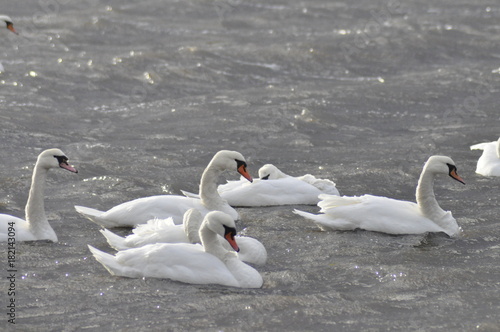 Swans in stormy weather 3