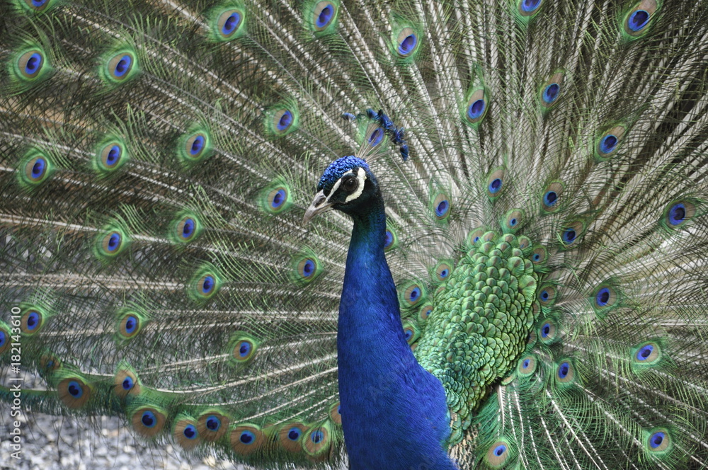 Obraz premium Peacok side