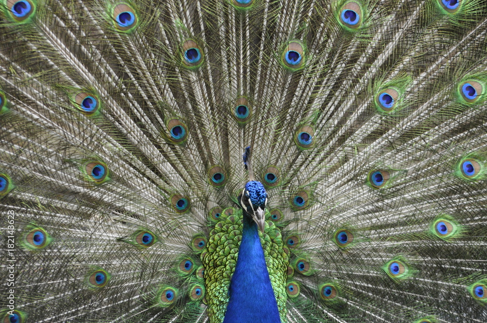 Obraz premium Peacock front