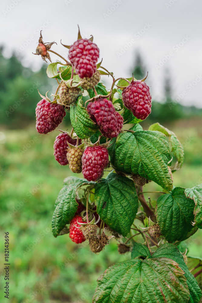organic ripe red raspberries on the bush, cultivation, garden,food organic ripe red raspberries on the bush, cultivation, garden,food