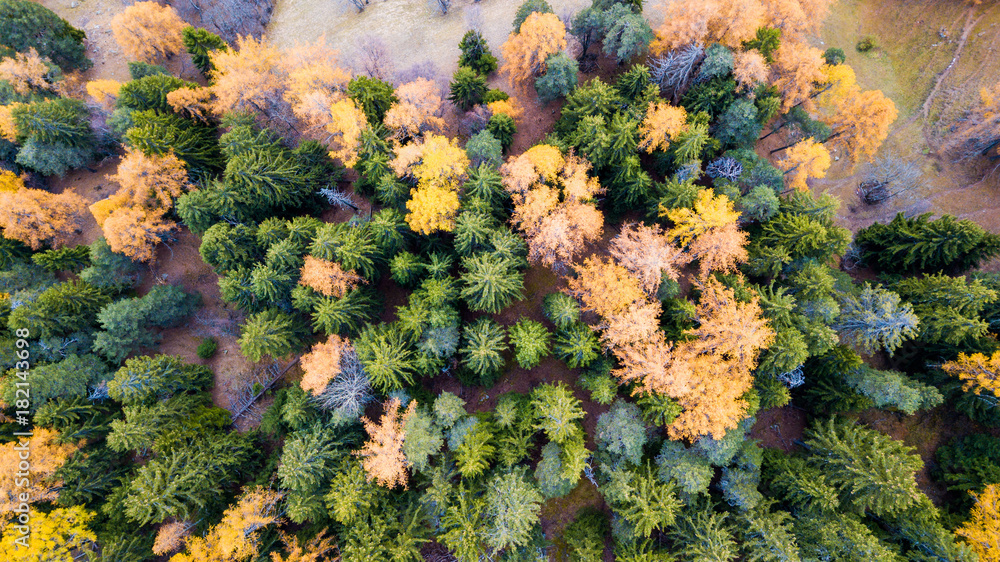 Beautiful panoramic photo over the tops of pine forest in Switzerland - Aerial view. Beautiful panoramic photo over the tops of pine forest in Switzerland - Aerial view.