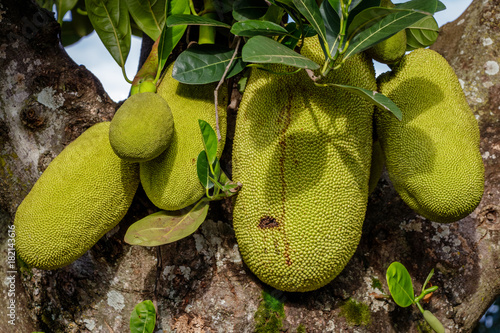 Almost ripe jack fruits hanging at a tree near Mbale in Uganda. Jack fruit is the largest, weirdest, stickiest fruit ever. It smells funny, is green and bumpy on the outside,