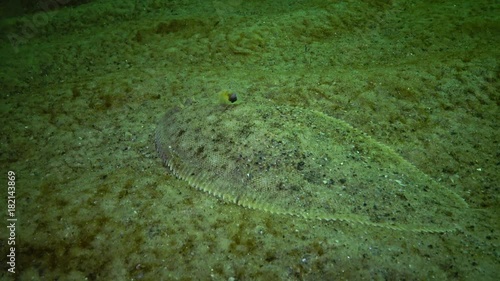 Fish of the Black Sea. Flat fish Sand sole Pegusa lascaris , similar to sand, slowly floats and lies at the bottom, raising the fin photo