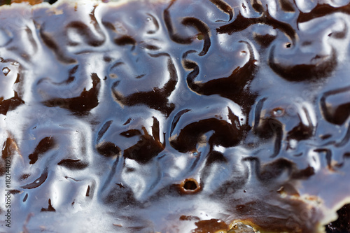 The surface of sugar kelp (Saccharina latissima)