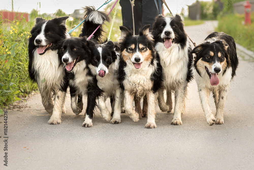 dogwalking with a pack of dogs - woman walks with many border collies