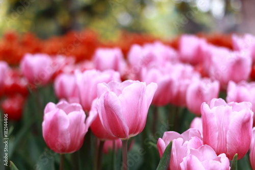 Tulip 