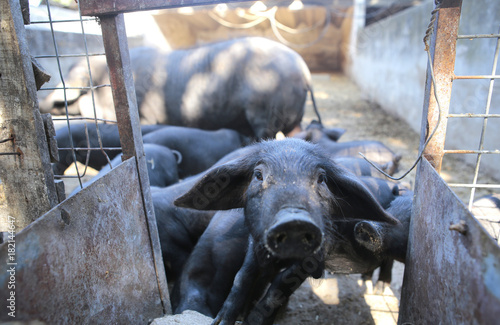Piglets at their enclosure on a local winter farming village fair in the Spanish island of Mallorca