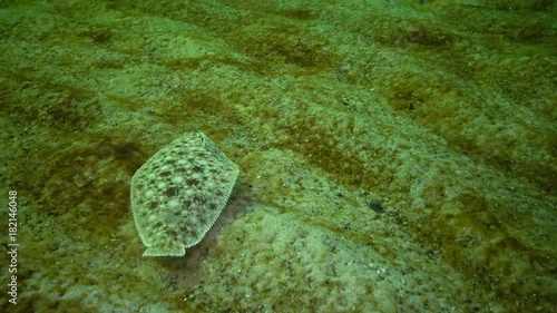 Fish of the Black Sea. Flat fish Sand sole Pegusa lascaris , similar to sand, slowly floats and lies at the bottom, raising the fin photo