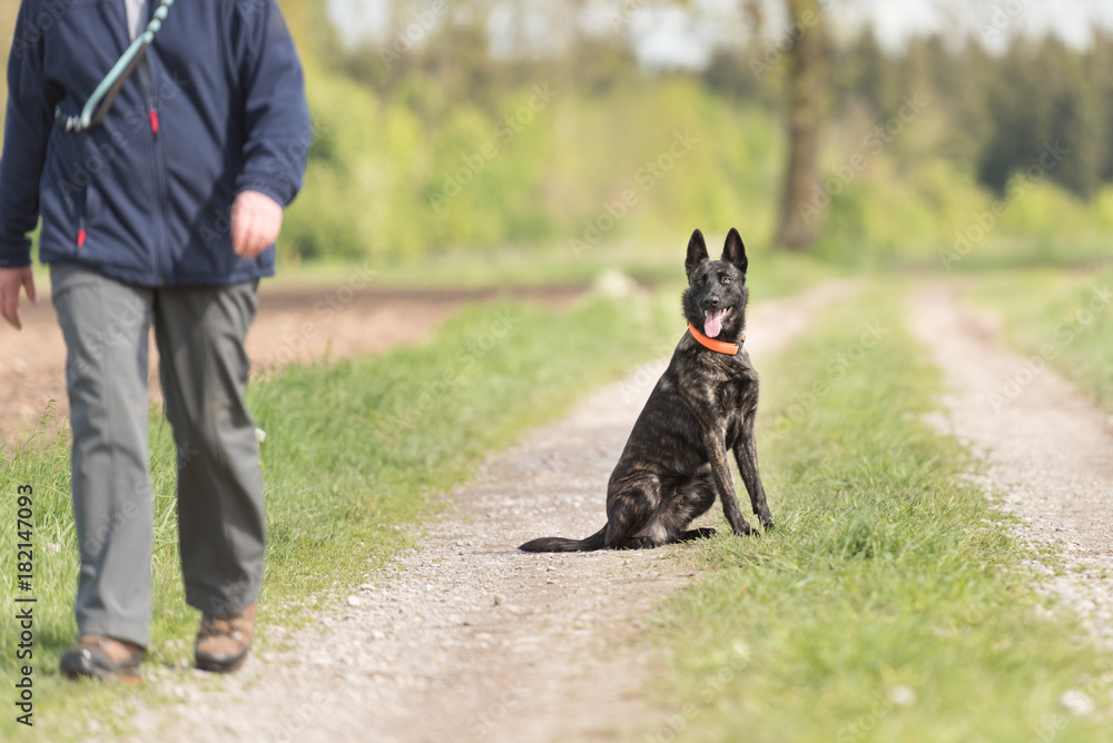 Walk with a young blotched dog - Dutch Shepherd (Hollandse Herder) Stock  Photo | Adobe Stock