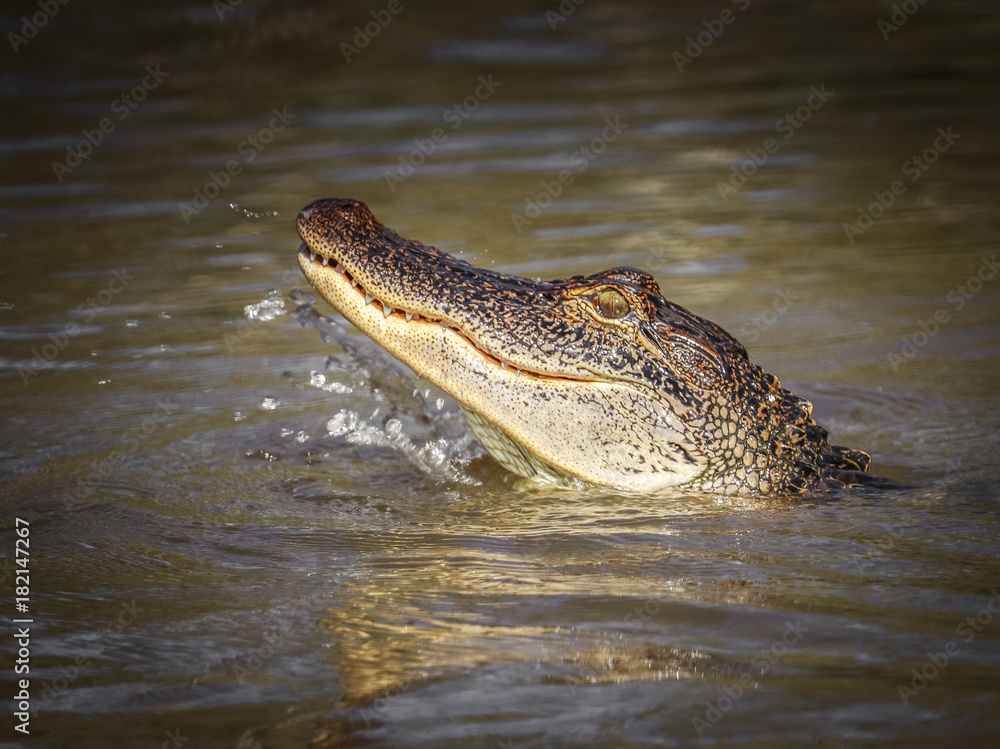 Gator Splash Gator Splash