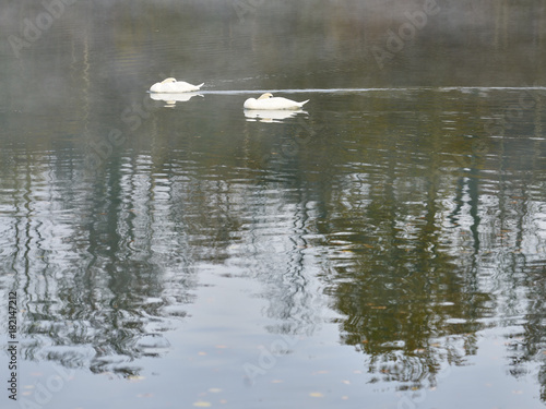 Schwanenpaar auf nebligem Fluss