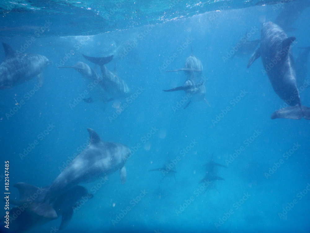 Fototapeta premium beautiful elegant dolphing under water