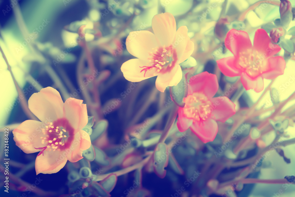 Common Purslane pink and yellow flower  nature background