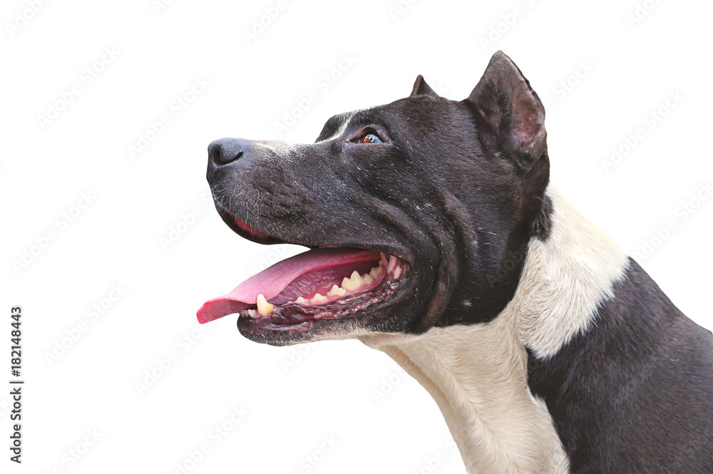 Dog Pit Bull Terrier happy Domestic Pet on white background
