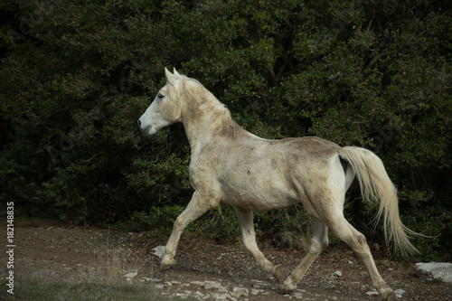 horse white in the meadow dark background nature