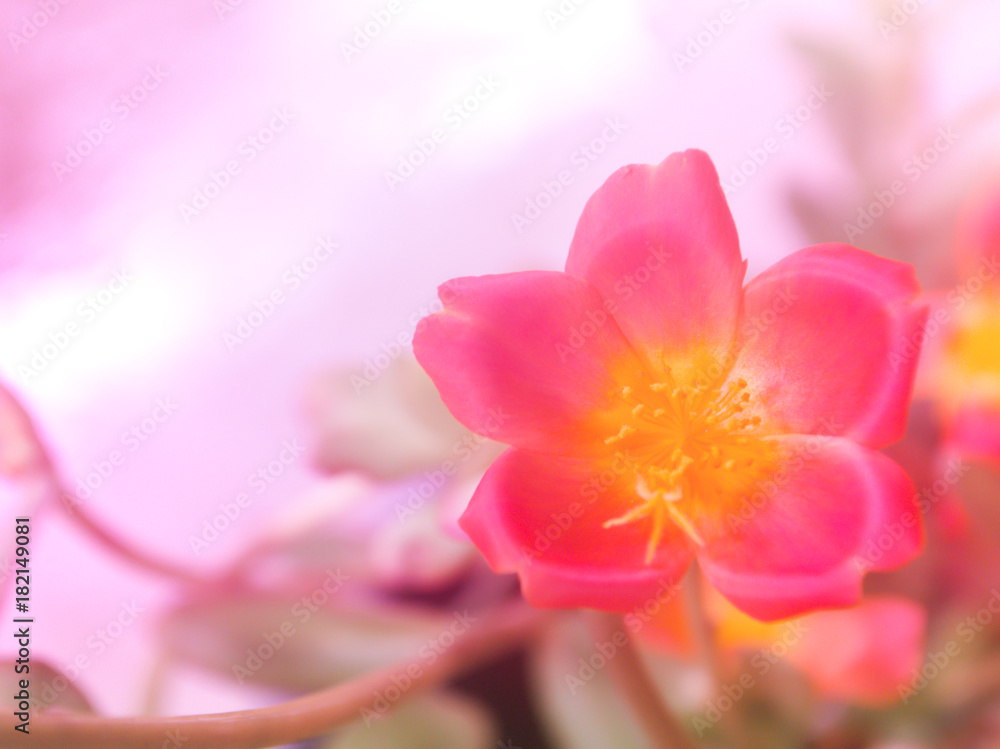 small pink flower with empty space nature background