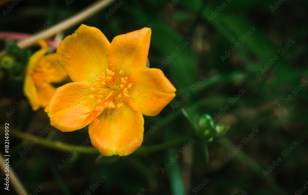 Fototapeta premium small yellow flower blooming spring ,summer fresh nature background