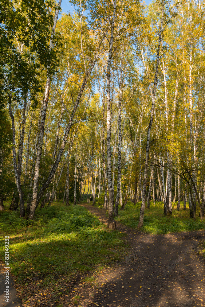 Fototapeta premium a path between trees in an autumn forest