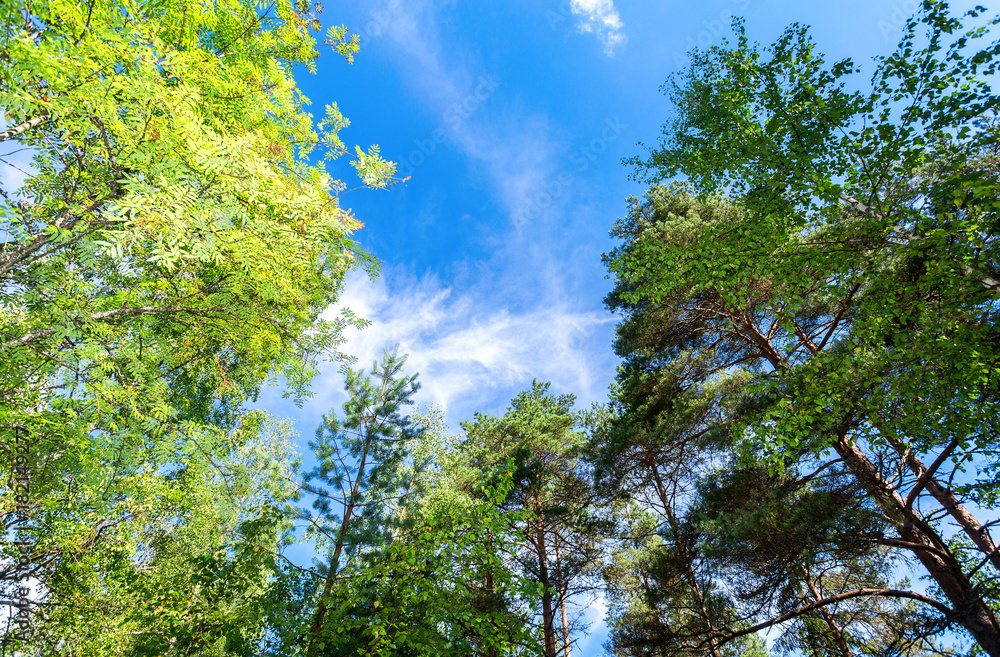 Fototapeta premium Green trees in the summer forest against a blue sky background