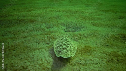 Fish of the Black Sea. Flat fish Sand sole Pegusa lascaris , similar to sand, slowly floats and lies at the bottom, raising the fin photo