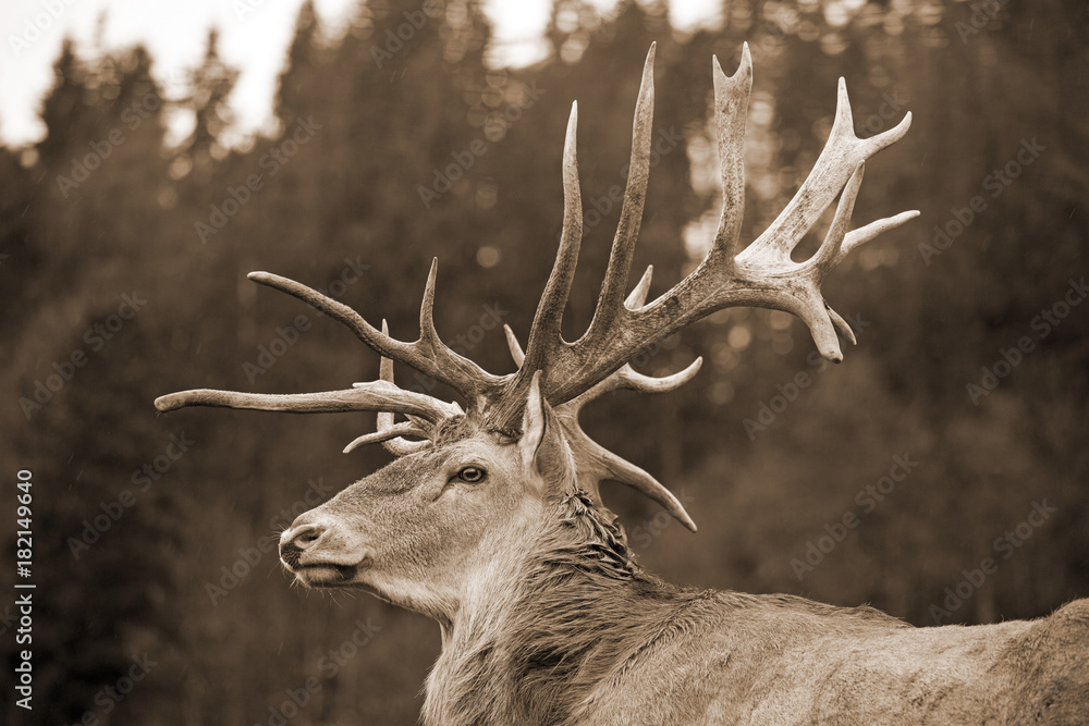 Obraz premium Hirsch - sepia - urig - Deko - Allgäu