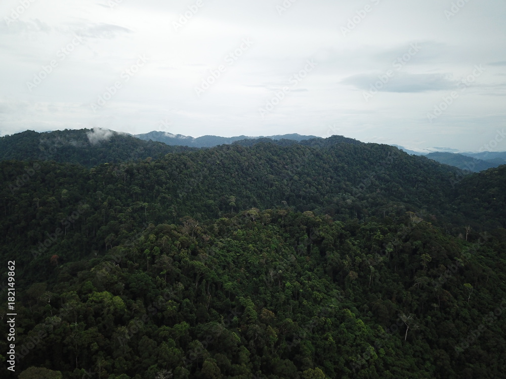 Rainforest. Forest trees from above. Aerial photo of jungle Rainforest. Forest trees from above. Aerial photo of jungle