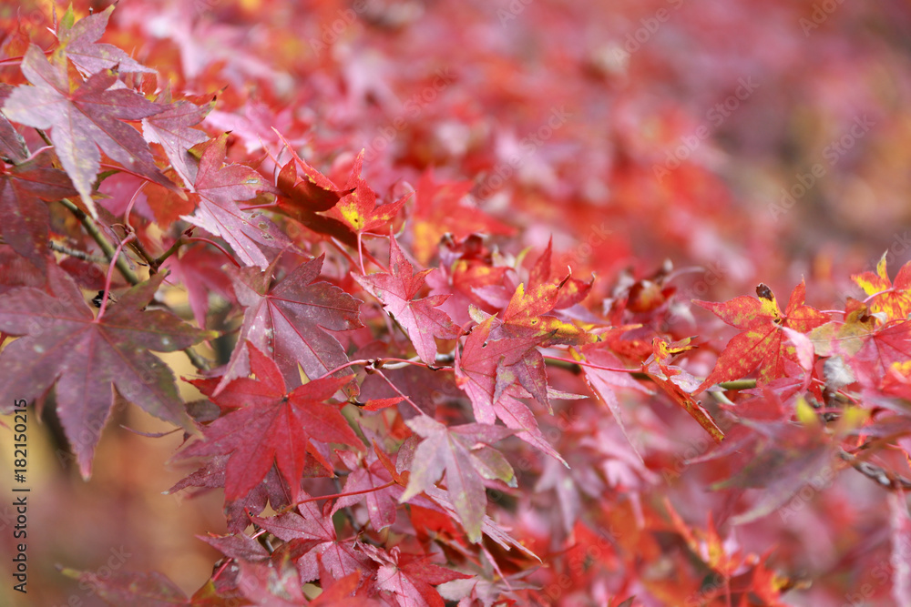 Red Japanese Maple Leaf on the tree. The leaves change color from green to yellow, orange and red in autumn. Red Japanese Maple Leaf on the tree. The leaves change color from green to yellow, orange and red in autumn.
