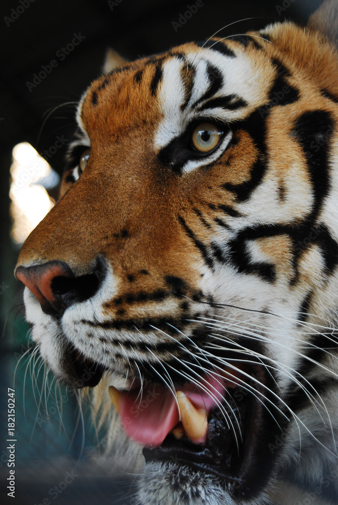 Naklejka premium Tiger face close up