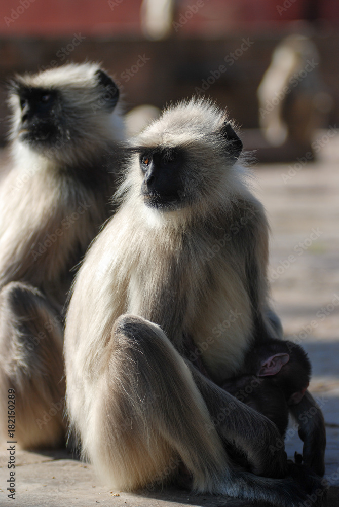 Obraz premium Langur monkeys, ranthambore, India