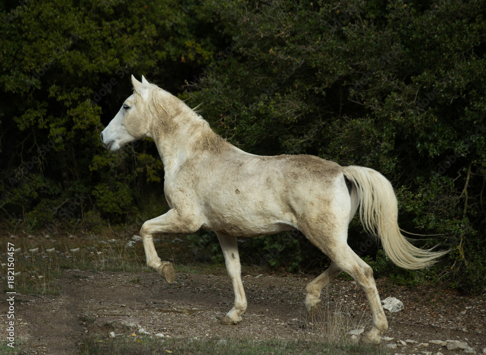 horse white in the meadow dark background nature