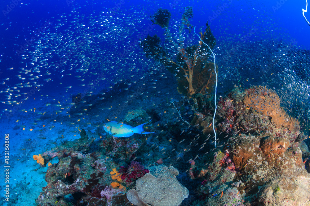 Fototapeta premium Parrotfish and glassfish on a tropical reef