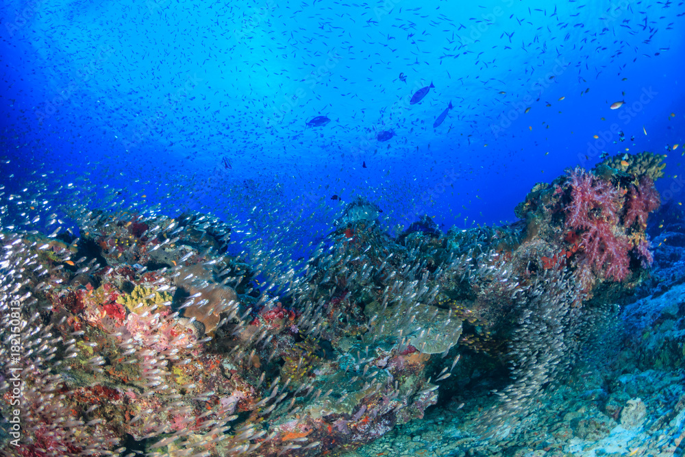 A beautiful, healthy tropical coral reef