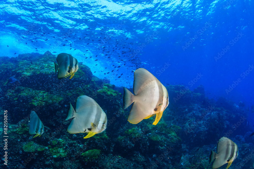Fototapeta premium Large Batfish swim in shallow water on a tropical coral reef