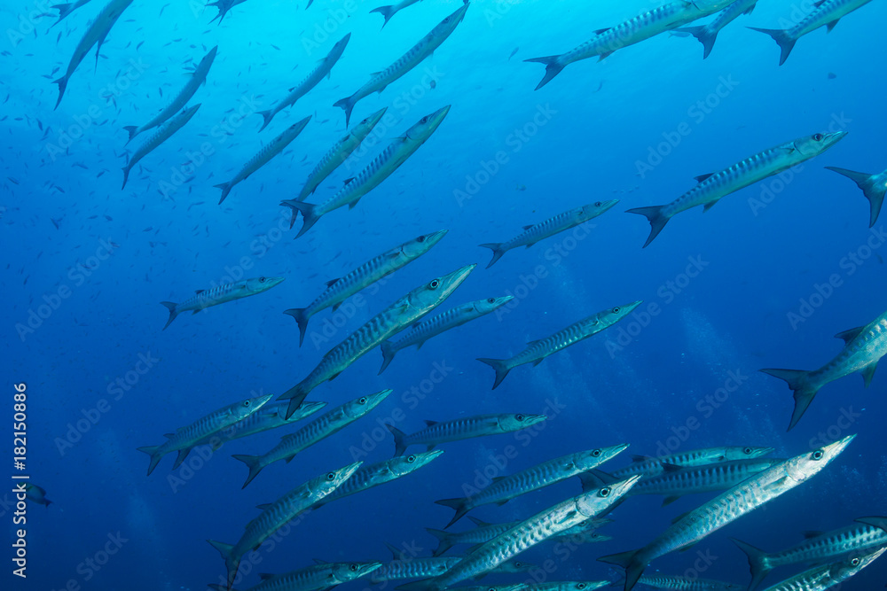 Obraz premium Schooling Barracuda at Richelieu Rock, Thailand 