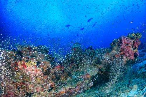 A beautiful, healthy tropical coral reef