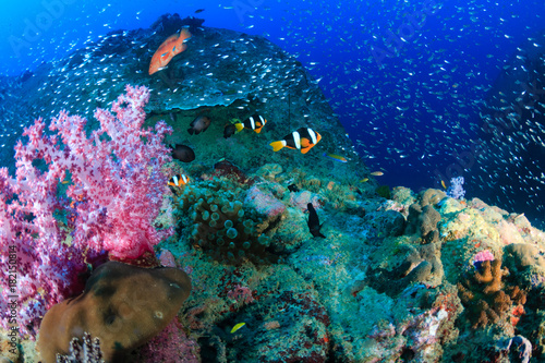 Fototapeta Naklejka Na Ścianę i Meble -  Banded Clownfish and Glassfish on a tropical coral reef