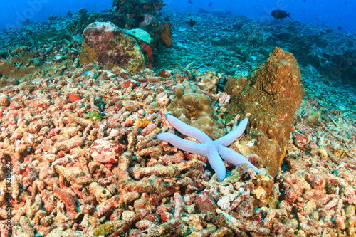 A single starfish on an area or bleached, dead coral