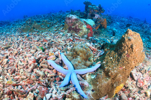 A solitary starfish on an area of bleached, dead coral