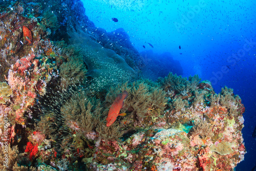Fototapeta Naklejka Na Ścianę i Meble -  Coral Grouper on a tropical coral reef