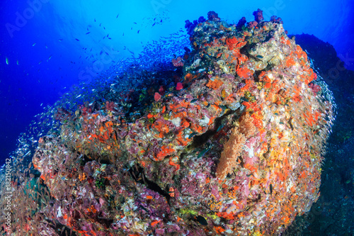 A healthy, colorful tropical coral reef system