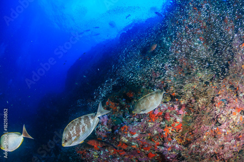 Tropical fish around a colorful coral reef